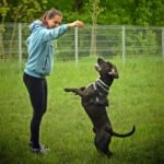 dog, dog training, dog park, nature, woman, animal, park, pet, canine